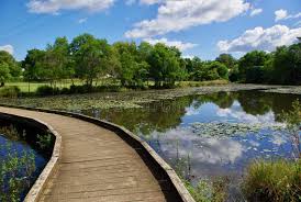 A wooden footbridge curves over a tranquil pond covered with lily pads, surrounded by lush greenery under a partly cloudy sky. Why Visit the Sunshine Coast?
